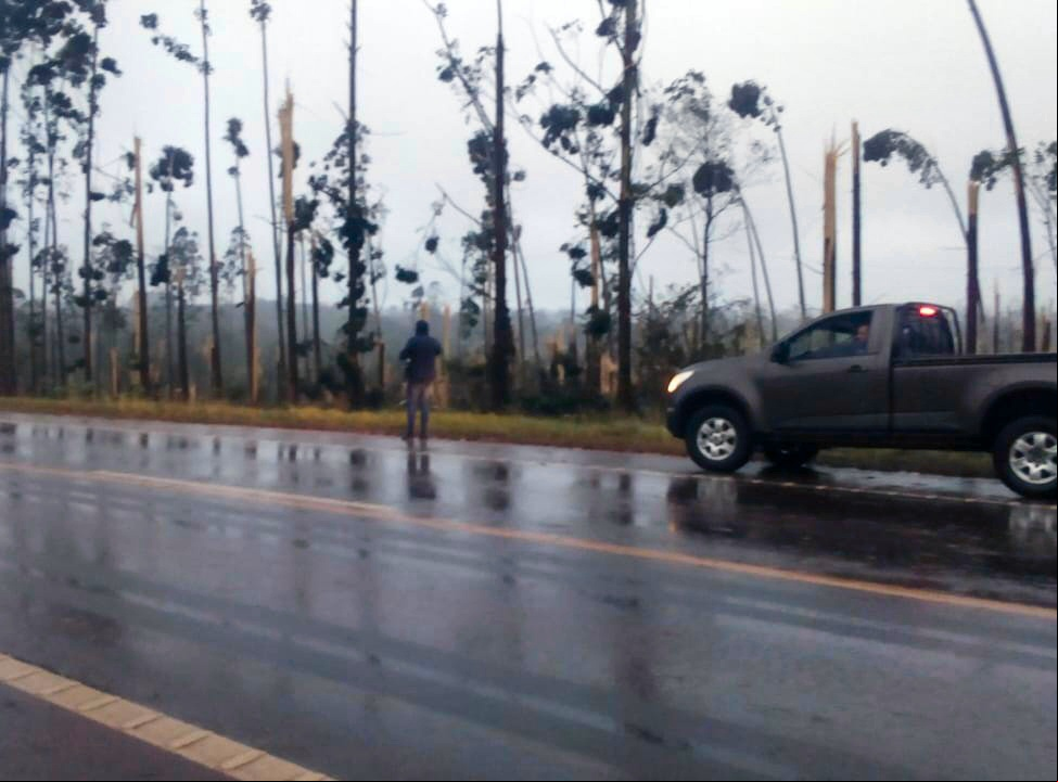 El tornado también destruyó varios árboles en la zona afectada (redes sociales).